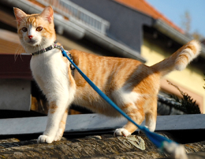 walk-cat-on-leash