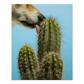 dog_licking_cactus_close_up_poster-r0a0f8a98afb64be1b7660a4dbcd32019_wvc_8byvr_324