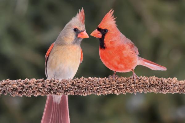 cardinal-pair