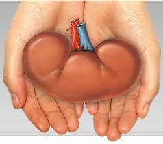 kidney-transplant-250x250