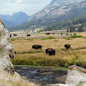 Lamar-Valley-northeast-m