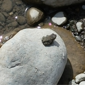 TinyFrog