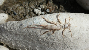 YR-Nymph
